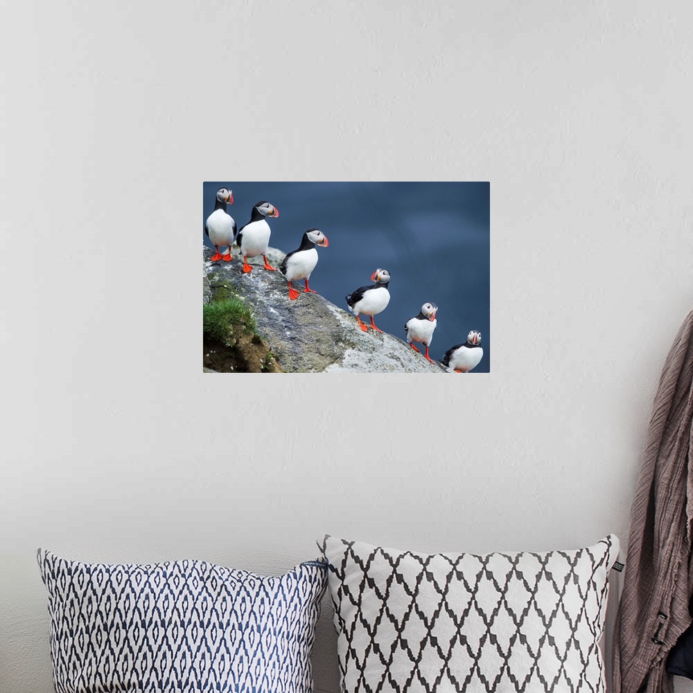 A bohemian room featuring Iceland, South Iceland, Ingolfshofdi, Atlantic puffins in a row.