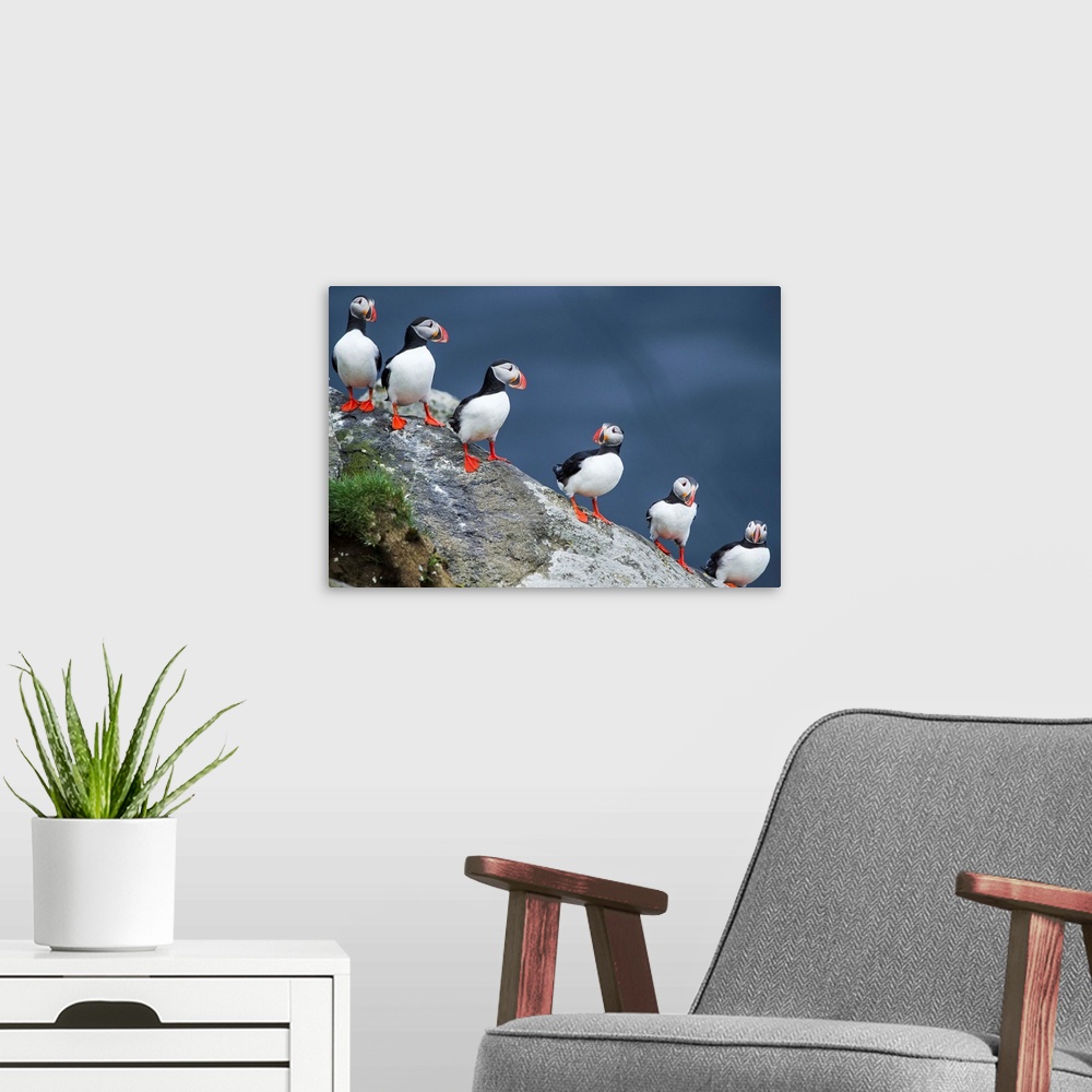 A modern room featuring Iceland, South Iceland, Ingolfshofdi, Atlantic puffins in a row.