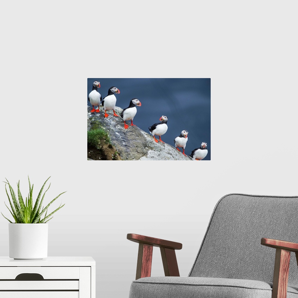 A modern room featuring Iceland, South Iceland, Ingolfshofdi, Atlantic puffins in a row.