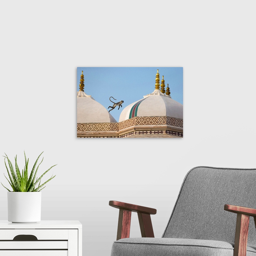 A modern room featuring India, Rajasthan, A monkey jumps across the rooftops of the fort.