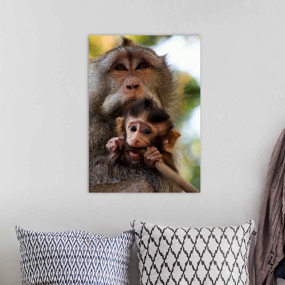 A bohemian room featuring Indonesia, Bali Island, Alas Kedaton forest, monkey with baby