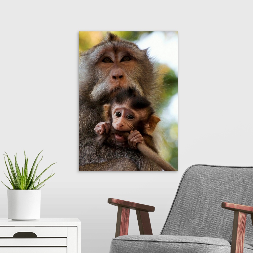 A modern room featuring Indonesia, Bali Island, Alas Kedaton forest, monkey with baby