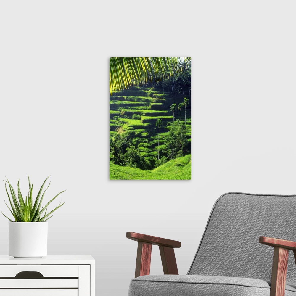 A modern room featuring Indonesia, Bali Island, Rice paddy near Tegalalang village