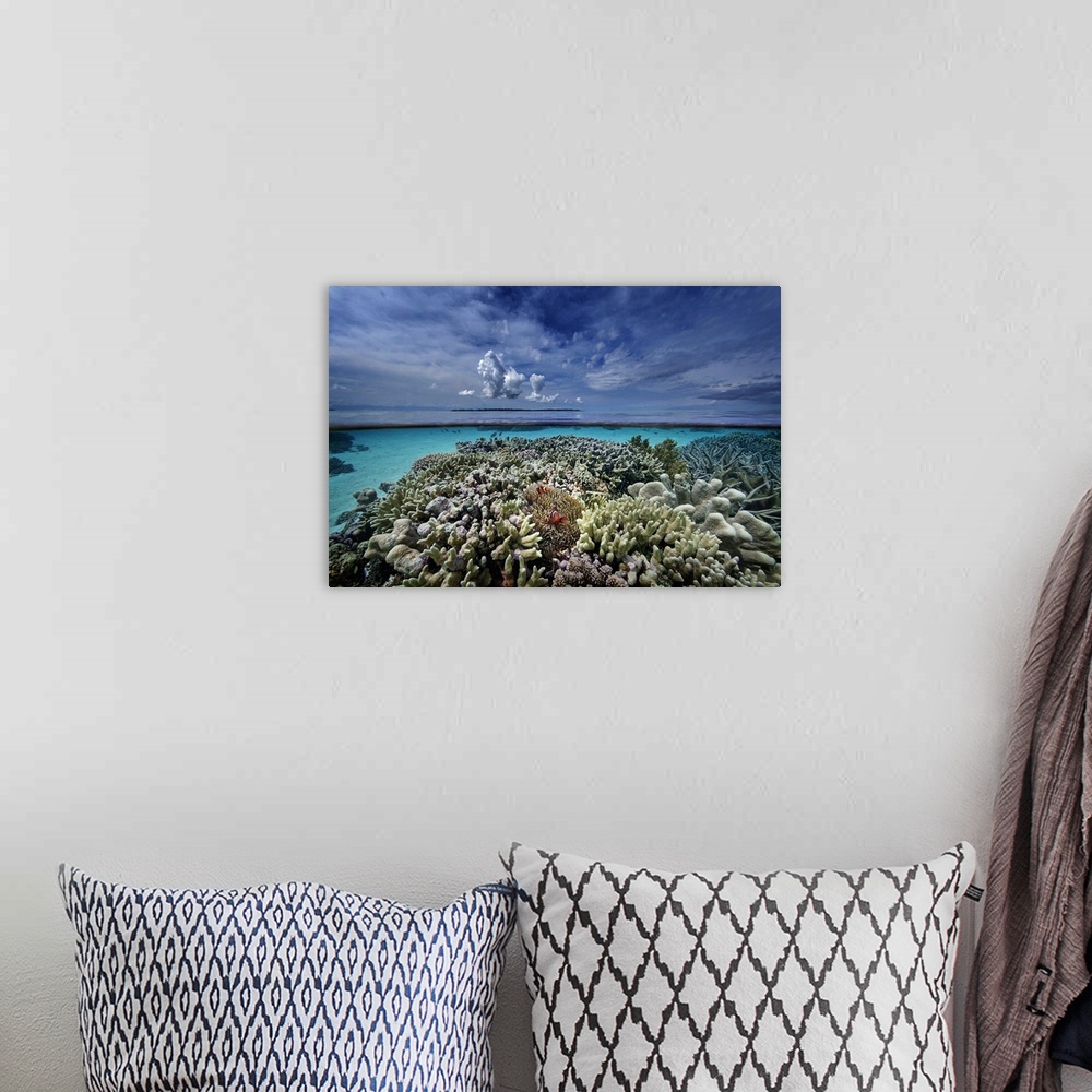 A bohemian room featuring Indonesia, Sulawesi Island, Coral reef, winning picture of the Voice of the Ocean 2014 competitio...