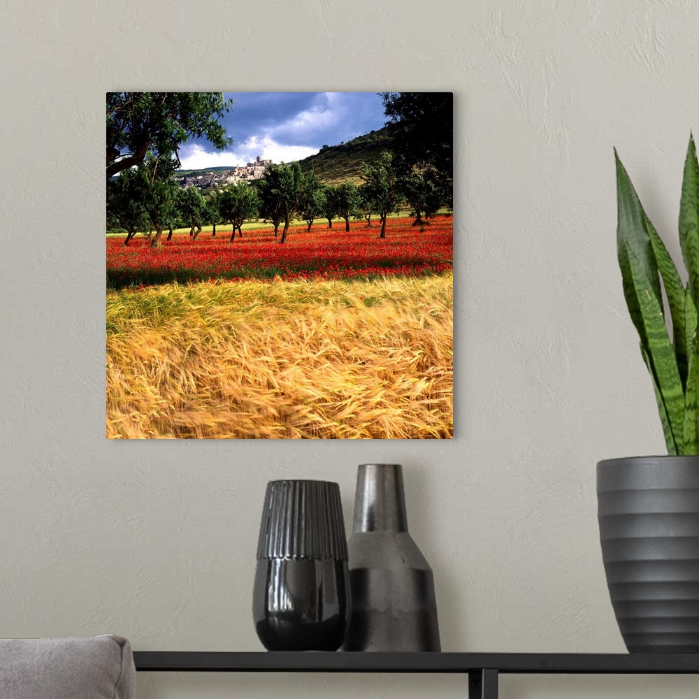 A modern room featuring Italy, Abruzzo, Capestrano, field of ripe wheat, almond-tree, poppies