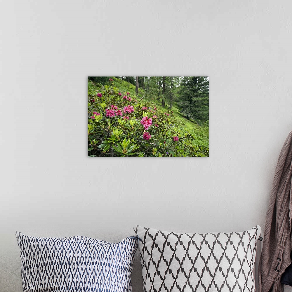 A bohemian room featuring Italy, Aosta Valley, Alps, Aosta district, Pila, Summer, Rhododendron ferriguneum flowers