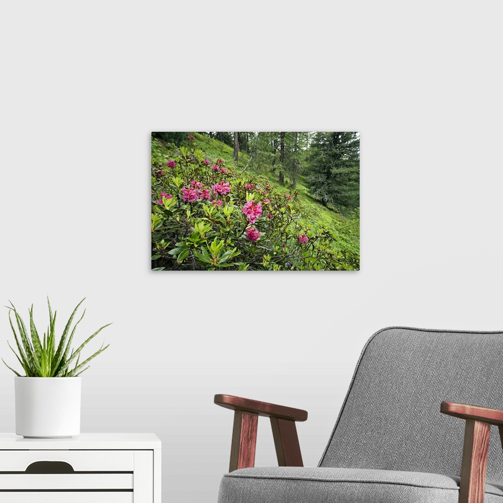 A modern room featuring Italy, Aosta Valley, Alps, Aosta district, Pila, Summer, Rhododendron ferriguneum flowers