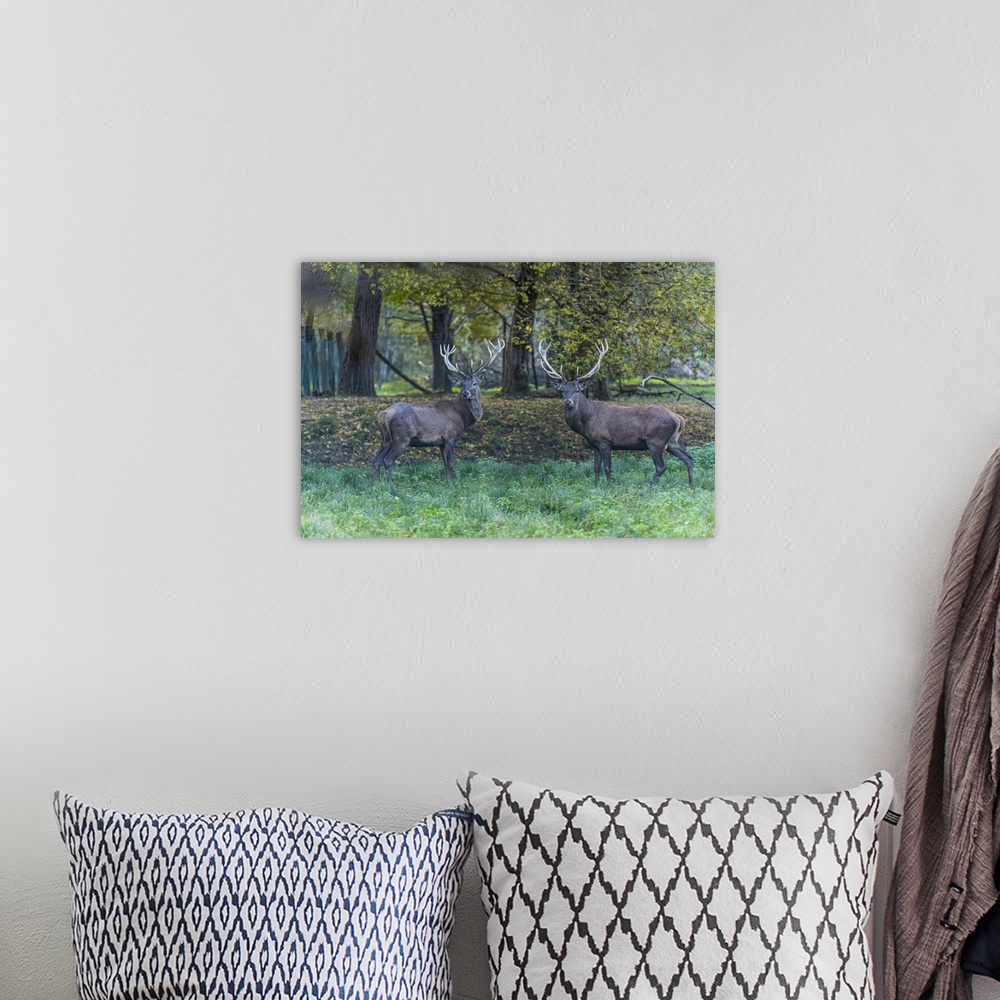 A bohemian room featuring Italy, Veneto, Belluno district, Belluno, In the autumn forest, two male deer look straight at th...