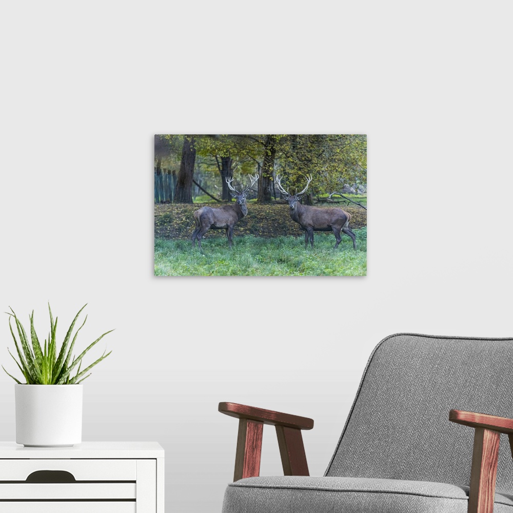 A modern room featuring Italy, Veneto, Belluno district, Belluno, In the autumn forest, two male deer look straight at th...