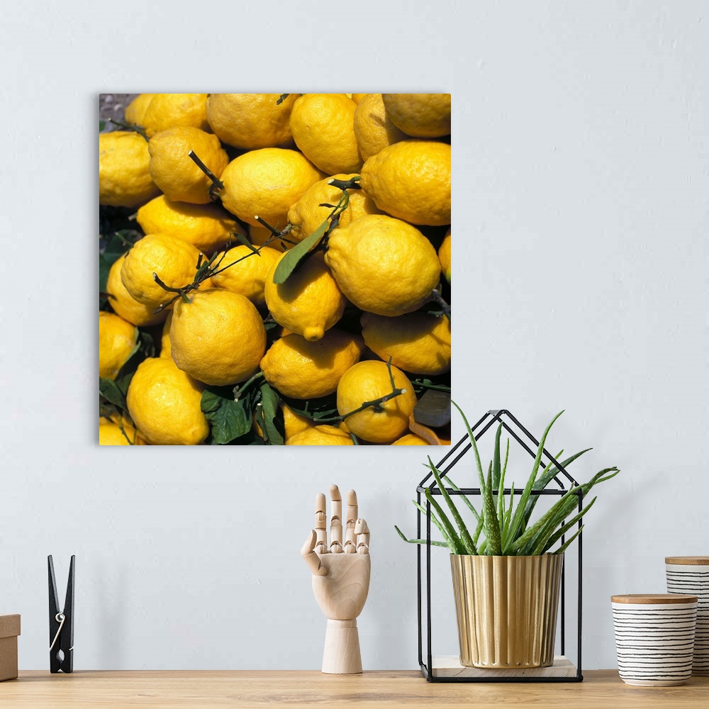 A bohemian room featuring Italy, Campania, Lemons, typical lemons from the Sorrento Peninsula