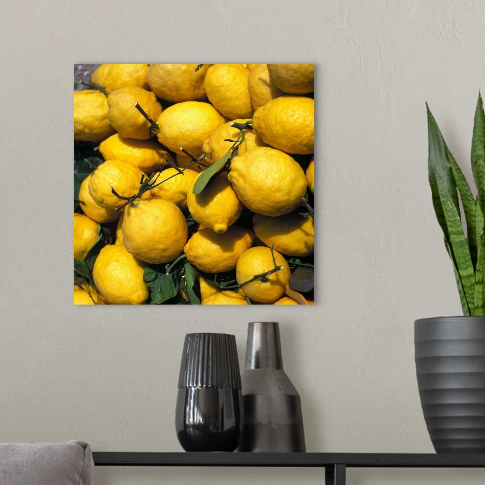 A modern room featuring Italy, Campania, Lemons, typical lemons from the Sorrento Peninsula