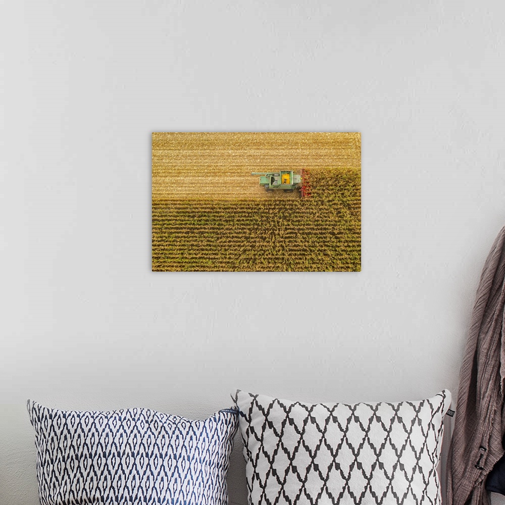 A bohemian room featuring Italy, Veneto, Venezia district, Caorle, Combine harvester on a wheat field with yellow crop in t...
