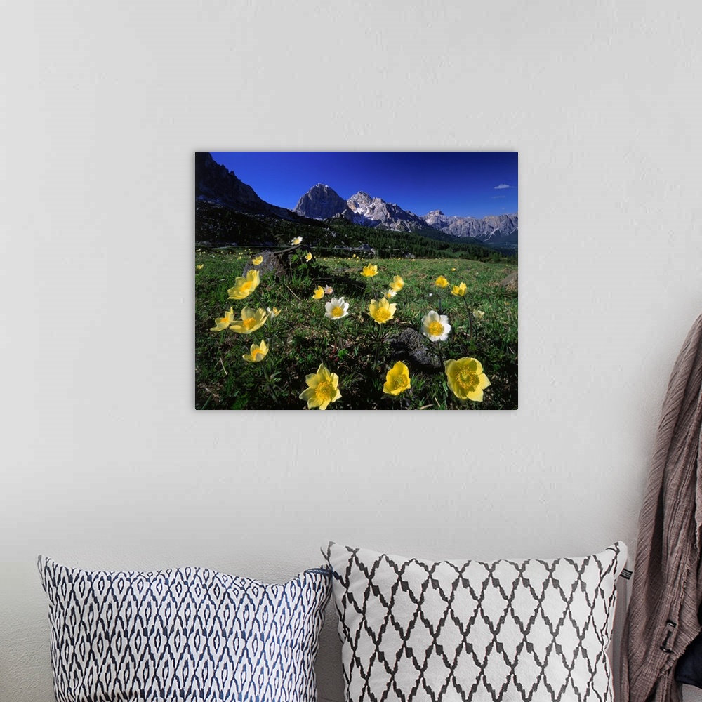 A bohemian room featuring Italy, Dolomites, anemone Alpina meadow and Tofane in background