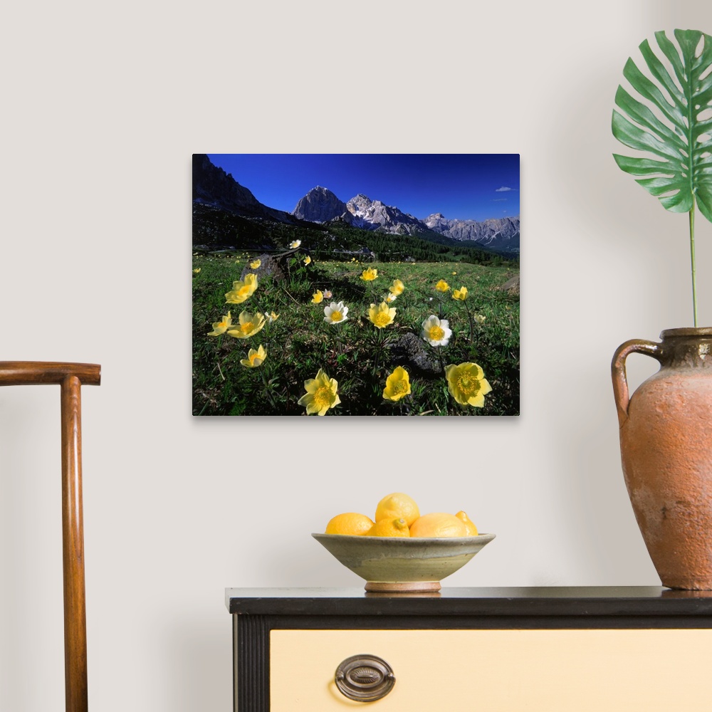 A traditional room featuring Italy, Dolomites, anemone Alpina meadow and Tofane in background