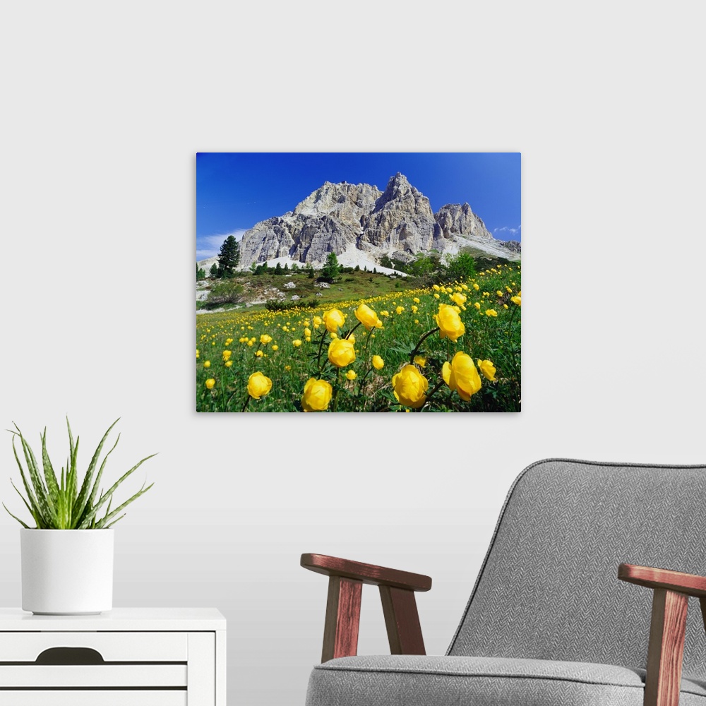 A modern room featuring Italy, Dolomites, Belluno, Passo Falzarego, spring blossom and Monte Lagazuoi