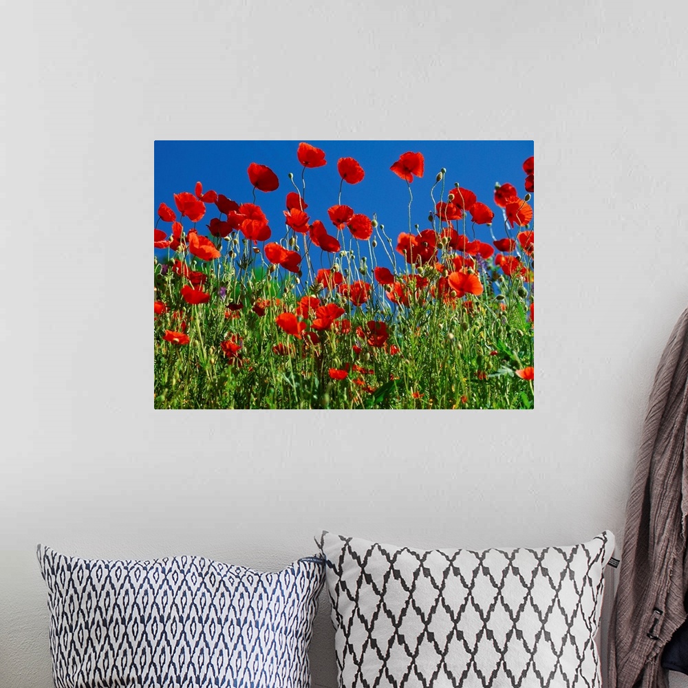 A bohemian room featuring Italy, Dolomites, Poppies