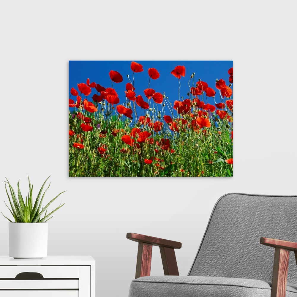 A modern room featuring Italy, Dolomites, Poppies