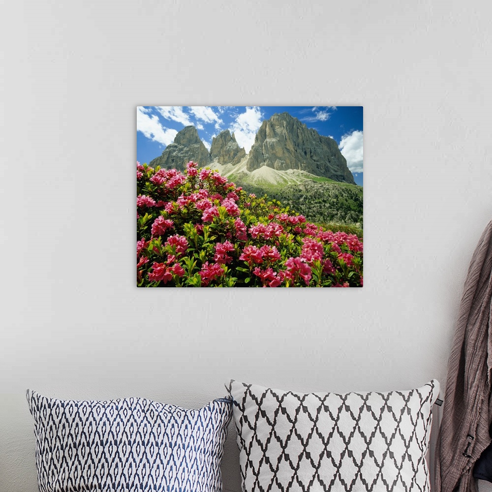 A bohemian room featuring Italy, Dolomites, Rhododendron Ferrugineum and Sassolungo (Langkofel)
