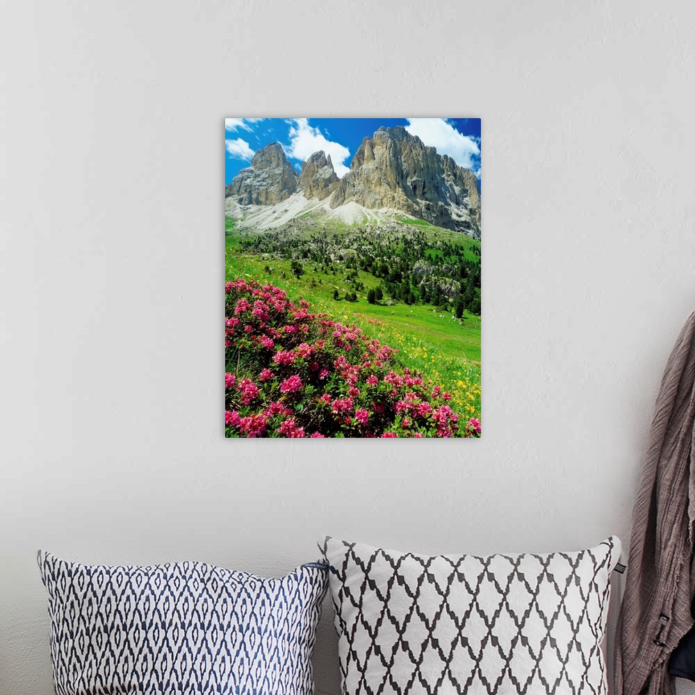 A bohemian room featuring Italy, Dolomites, Rhododendron Ferrugineum and Sassolungo (Langkofel)
