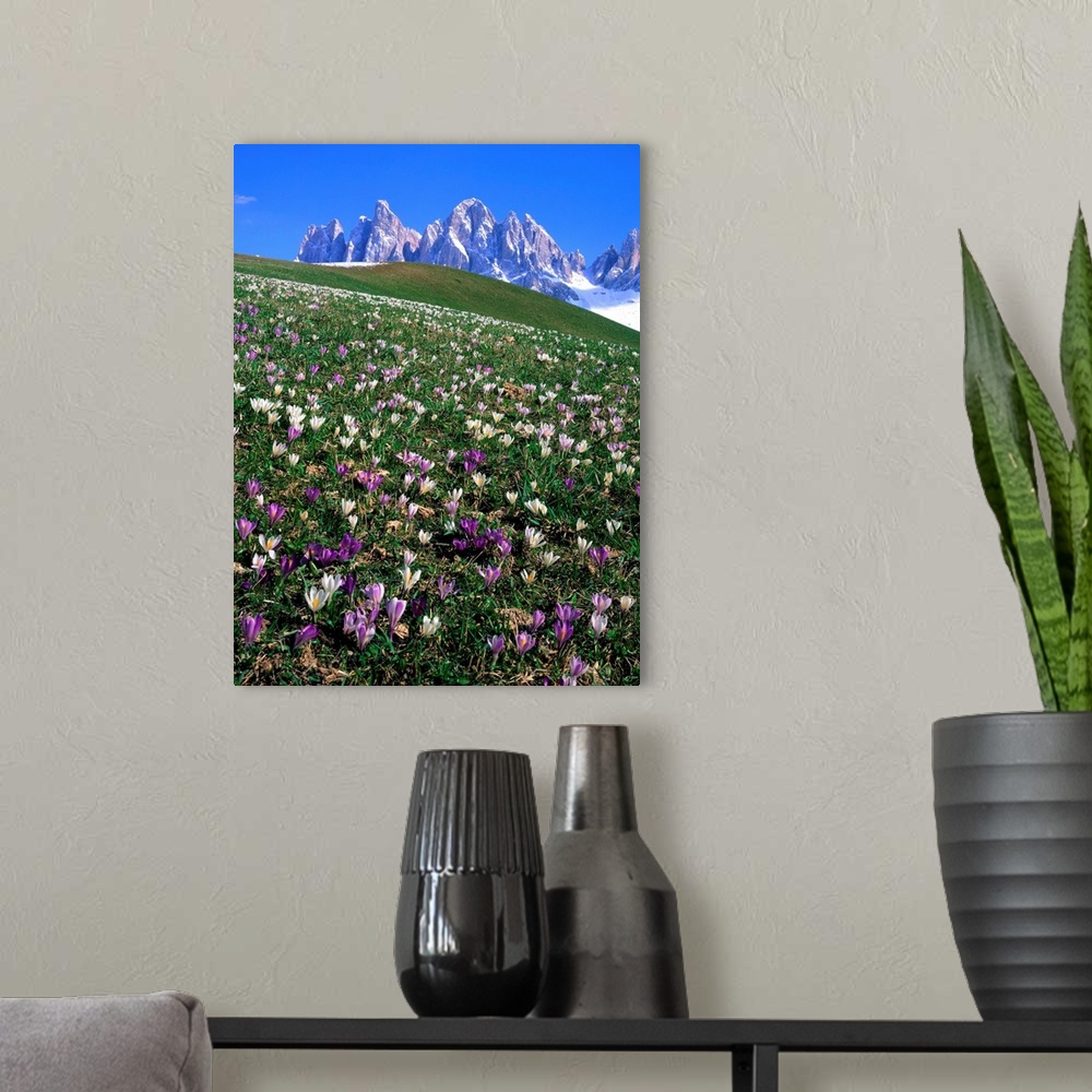 A modern room featuring Italy, Dolomites, Val di Funes, Crocus meadow and Odle Range (Geisler Gruppe)
