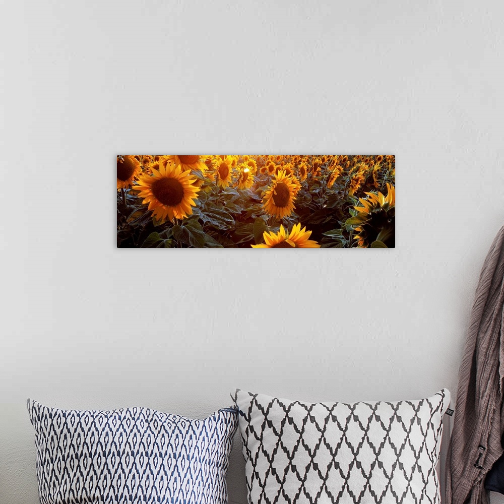 A bohemian room featuring Italy, Emilia-Romagna, Sunflowers