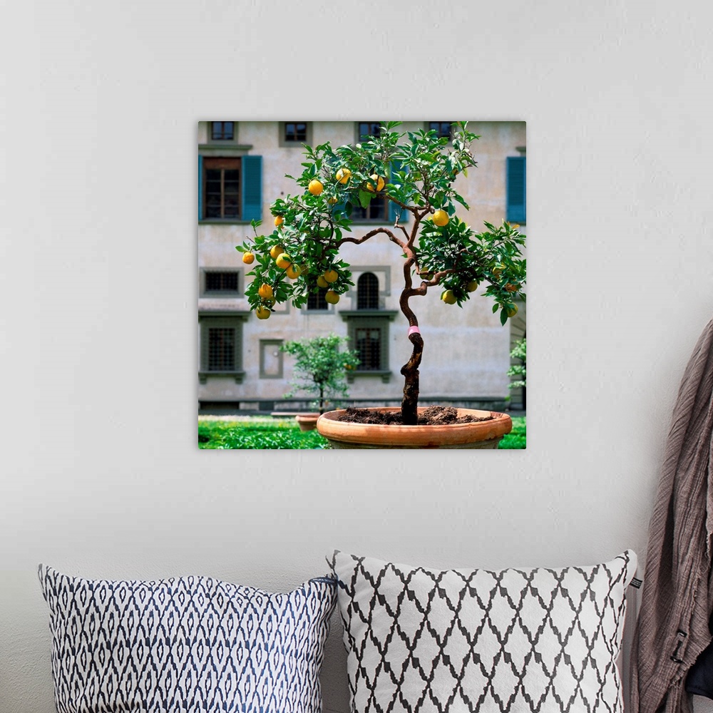 A bohemian room featuring Italy, Florence, Villa Medici di Castello, lemon tree