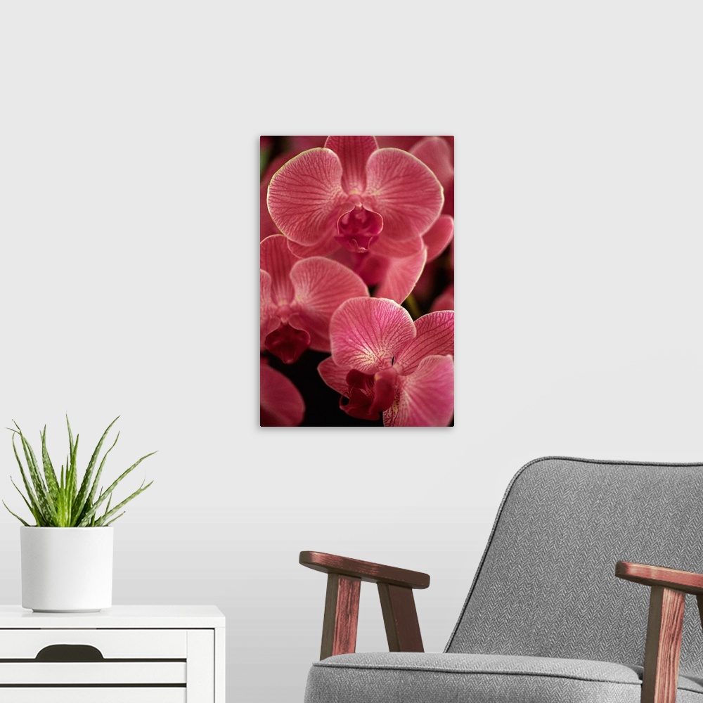 A modern room featuring Italy, Flower, Orchid Phalenopsis
