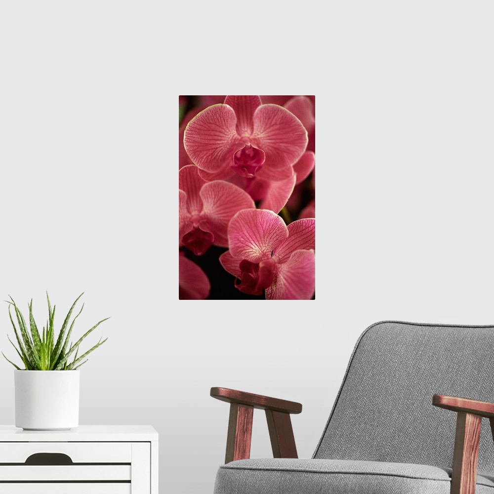 A modern room featuring Italy, Flower, Orchid Phalenopsis