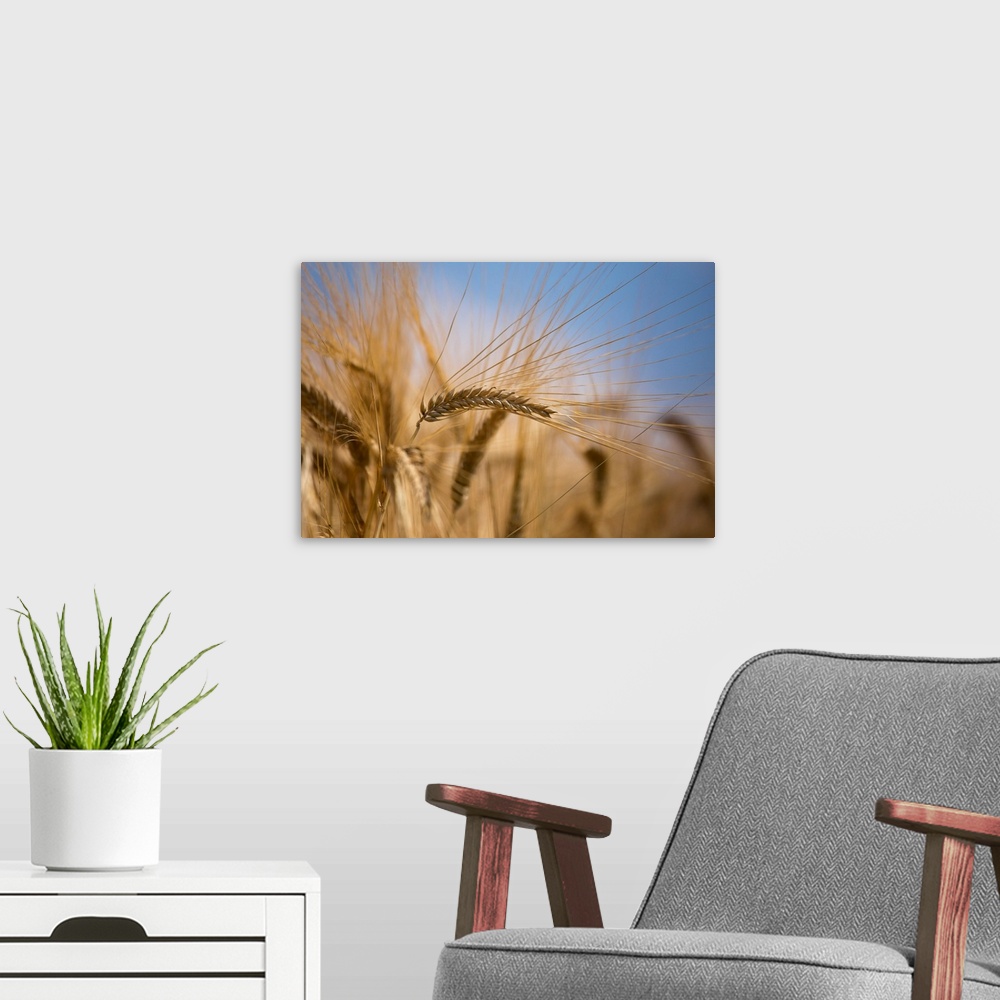 A modern room featuring Italy, Friuli-Venezia Giulia, Udine district, Field of wheat at sun in Porpetto campaign.