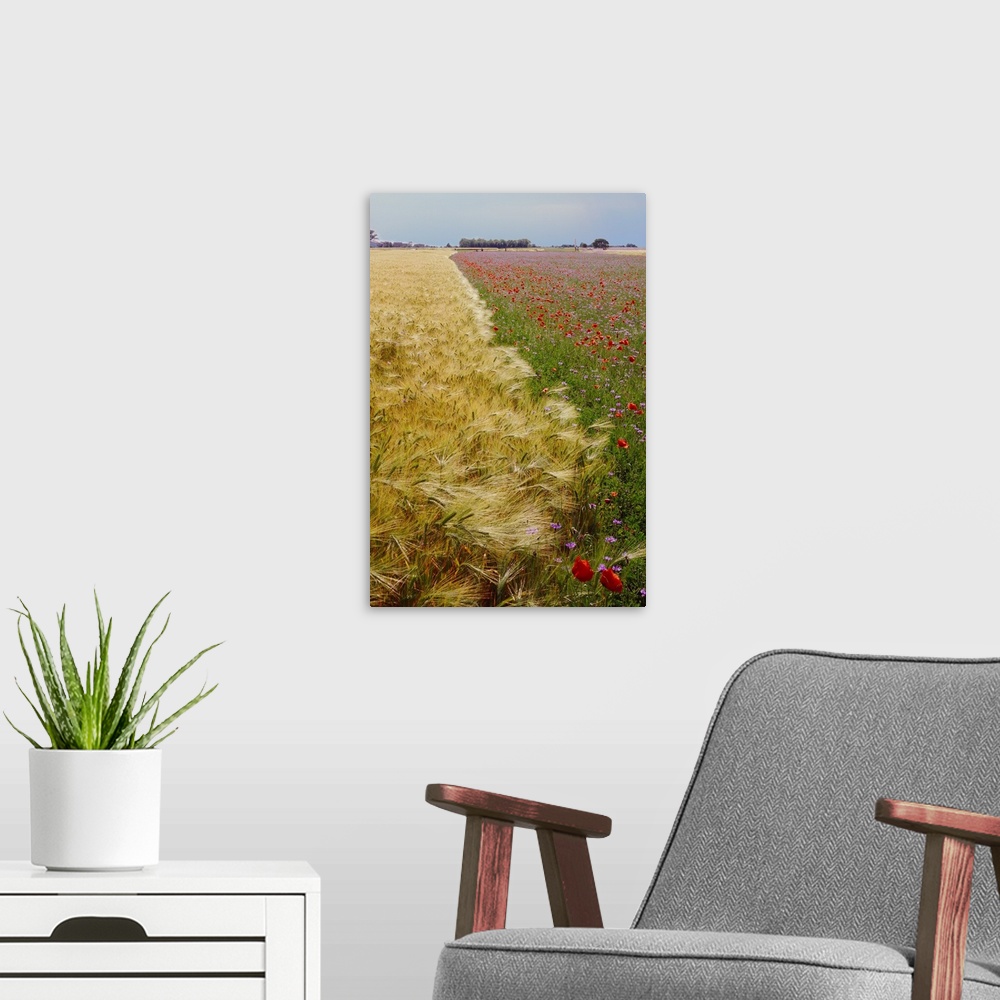 A modern room featuring Italy, Friuli, Wheat field