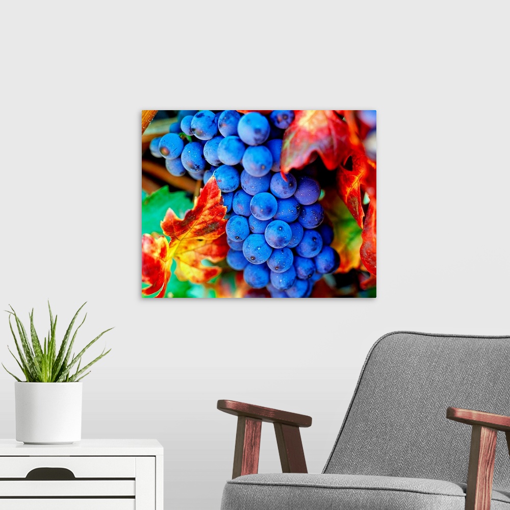 A modern room featuring Italy, Grapes