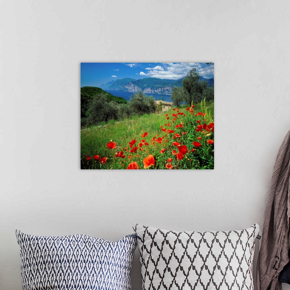A bohemian room featuring Italy, Lake Garda, Malcesine, Malcesine, view over the lake, poppies nearby