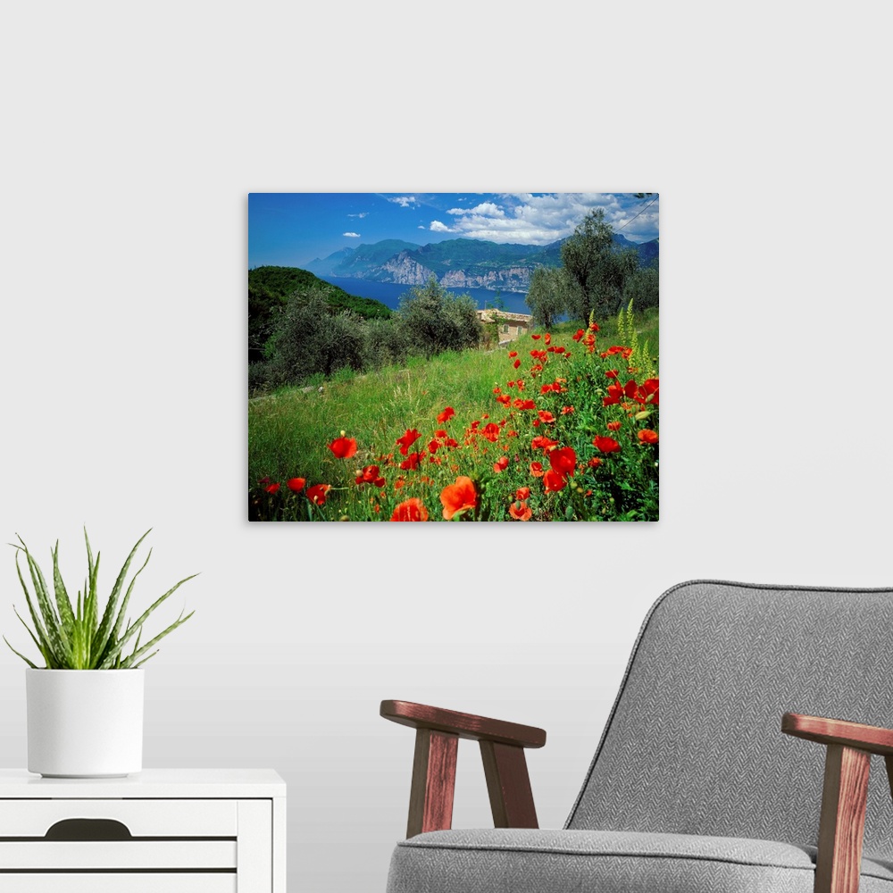A modern room featuring Italy, Lake Garda, Malcesine, Malcesine, view over the lake, poppies nearby