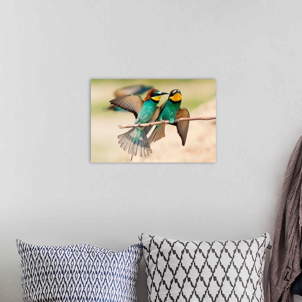 A bohemian room featuring Italy, Lombardy, Mantova district, Canneto sull'oglio, Couple of bee-eaters on a branch laid.