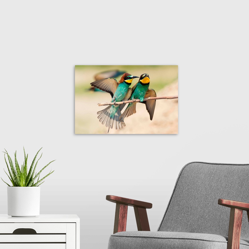 A modern room featuring Italy, Lombardy, Mantova district, Canneto sull'oglio, Couple of bee-eaters on a branch laid.