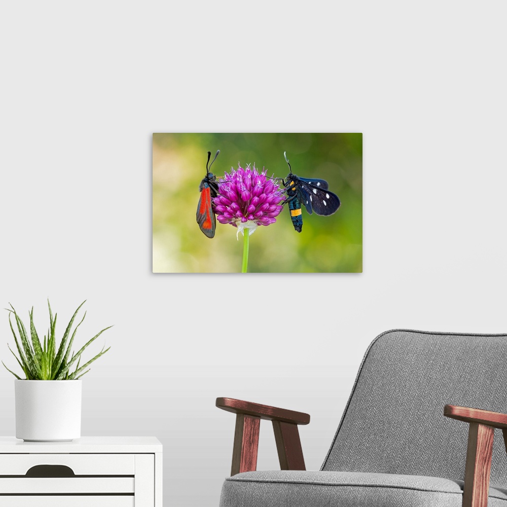 A modern room featuring Italy, Lombardy, Mantova district, Ponti sul Mincio locality, the 2 butterflies photographed are ...