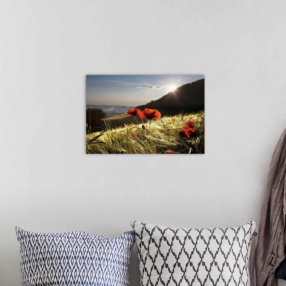 A bohemian room featuring Italy, Marches, Mediterranean area, Fermo district, Poppy field in Monte San Martino