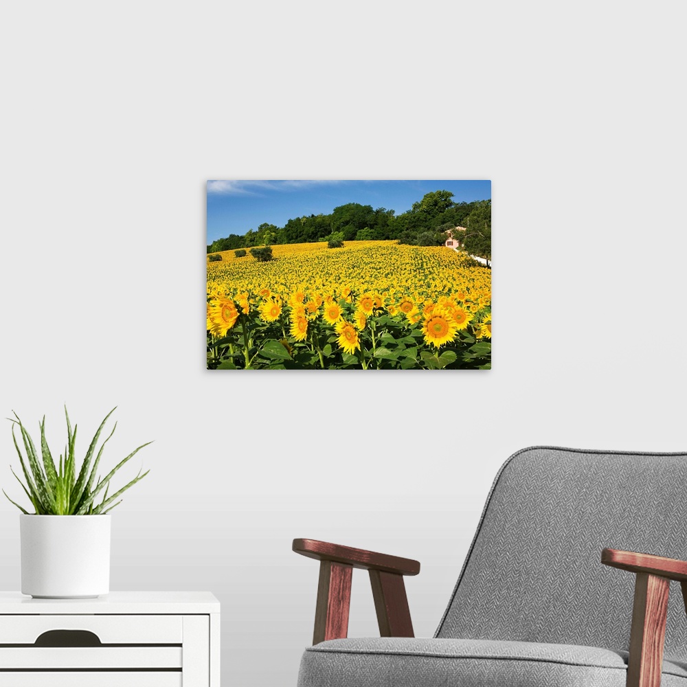 A modern room featuring Italy, Marches, Mediterranean area, Macerata district, Sunflowers near Macerata