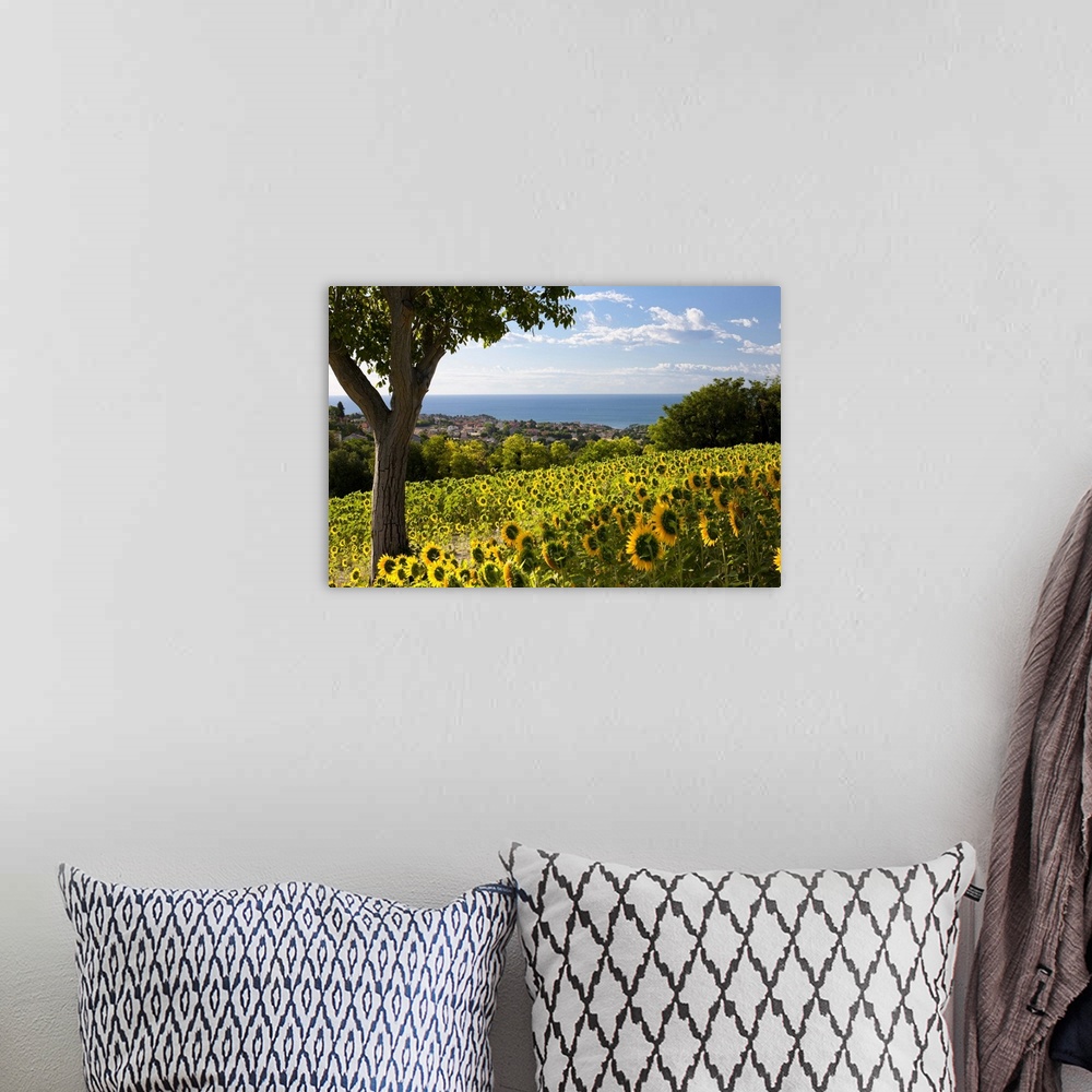 A bohemian room featuring Italy, Marches, Parco del Conero, Numana, Countryside of Numana village with sunflowers