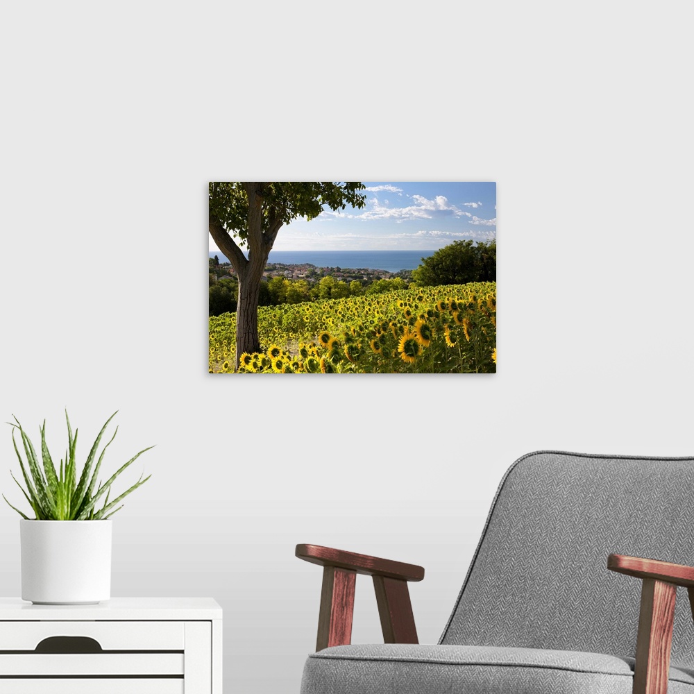 A modern room featuring Italy, Marches, Parco del Conero, Numana, Countryside of Numana village with sunflowers