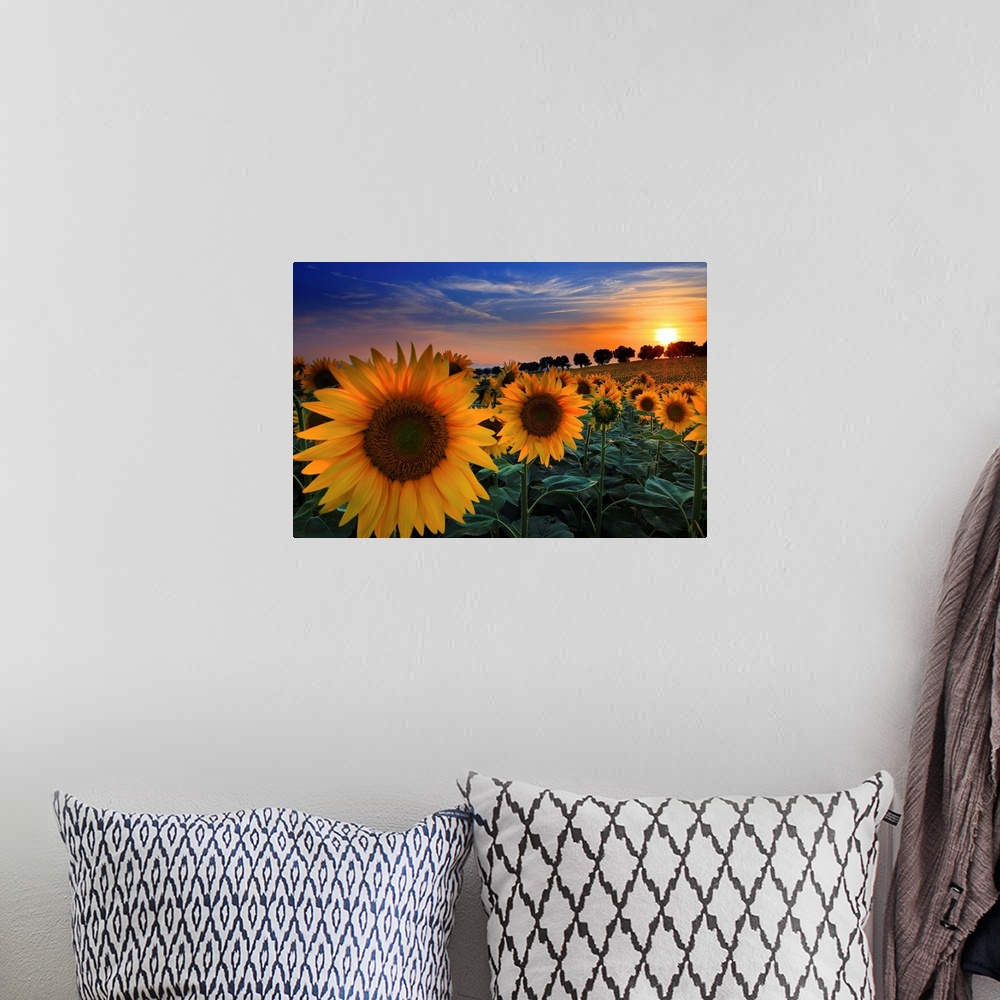 A bohemian room featuring Italy, Marches, Macerata district, Sunflowers at sunset in the countryside near Morrovalle village.