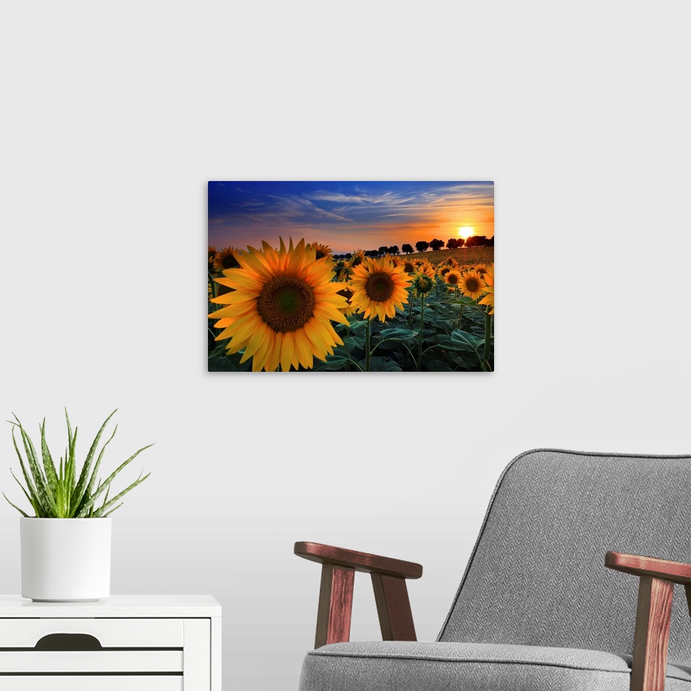 A modern room featuring Italy, Marches, Macerata district, Sunflowers at sunset in the countryside near Morrovalle village.