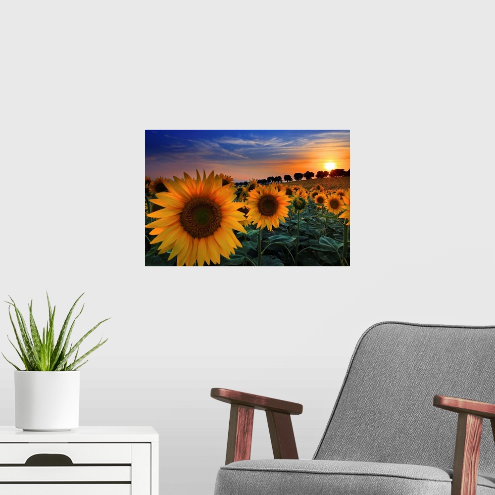A modern room featuring Italy, Marches, Macerata district, Sunflowers at sunset in the countryside near Morrovalle village.
