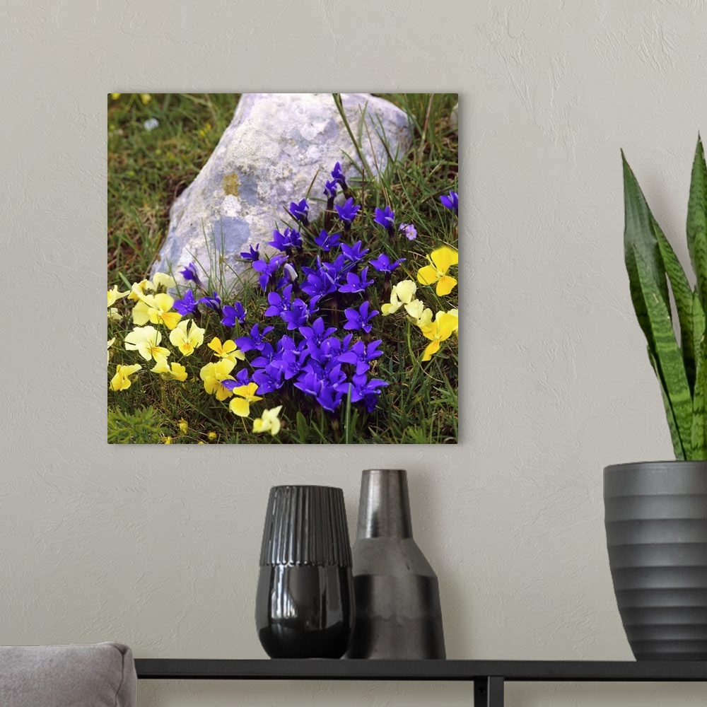 A modern room featuring Italy, Pansy and Gentianella flowers