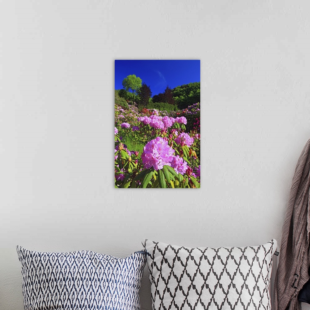 A bohemian room featuring Italy, Piedmont, Alps, Biella district, Oasi Zegna, Rhododendron flowering
