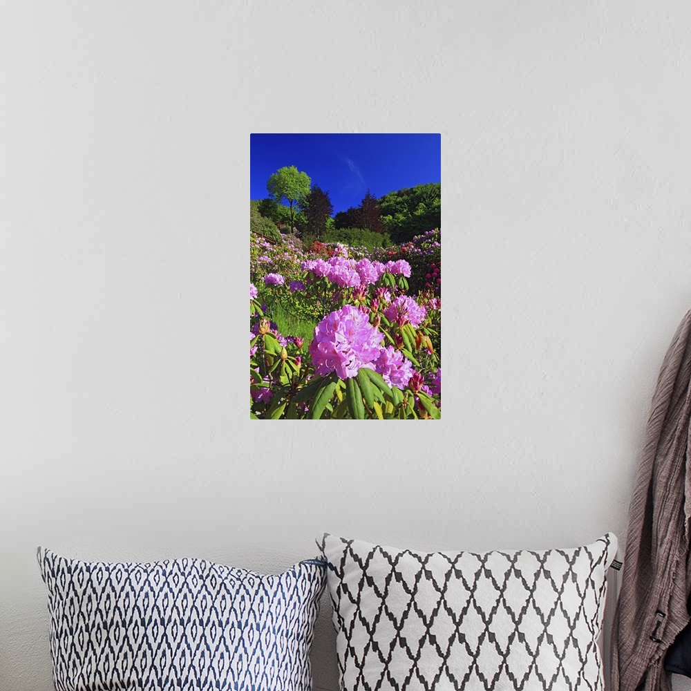 A bohemian room featuring Italy, Piedmont, Alps, Biella district, Oasi Zegna, Rhododendron flowering