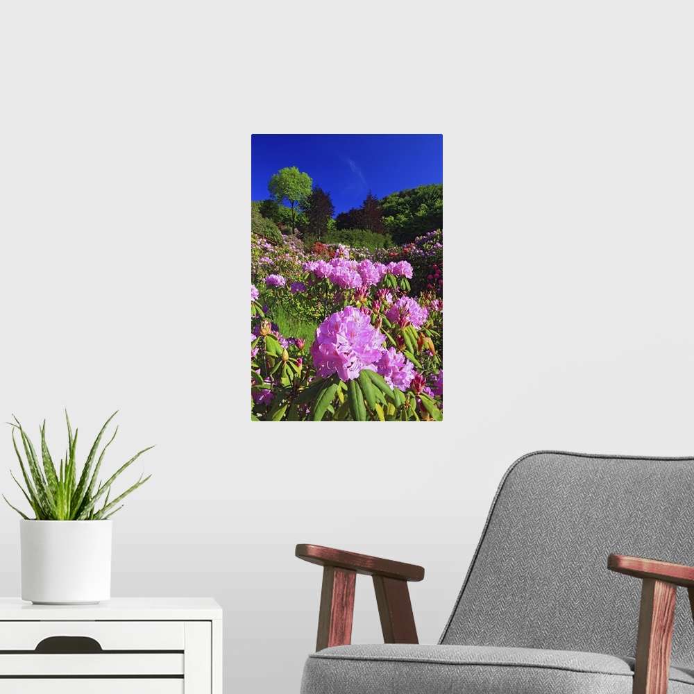 A modern room featuring Italy, Piedmont, Alps, Biella district, Oasi Zegna, Rhododendron flowering