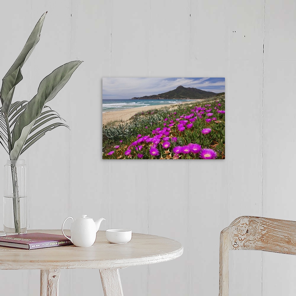 A farmhouse room featuring Italy, Sardinia, Costa Verde, Marina di Arbus, Carpobrotus flowers blossom