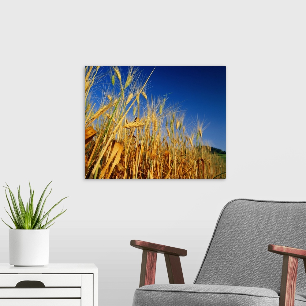 A modern room featuring Italy, Sicily, Ears of wheat
