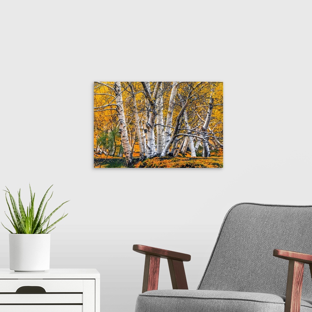 A modern room featuring Italy, Sicily, Catania district, Mount Etna, Birch forest in autumn under the Sartorius mountains...